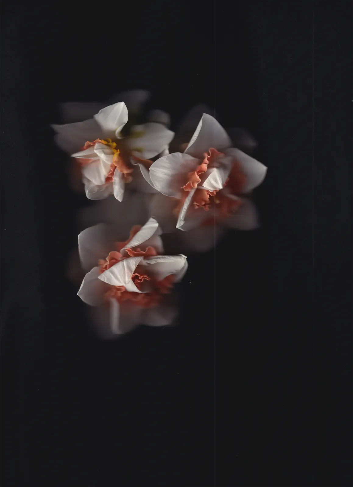 Daffodils4444ever #2 by unknown artist